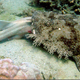 Image for article titled First Ever Photo of a Shark Eating Another Shark